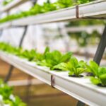 aquaponics kit