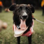 犬のしつけ教室