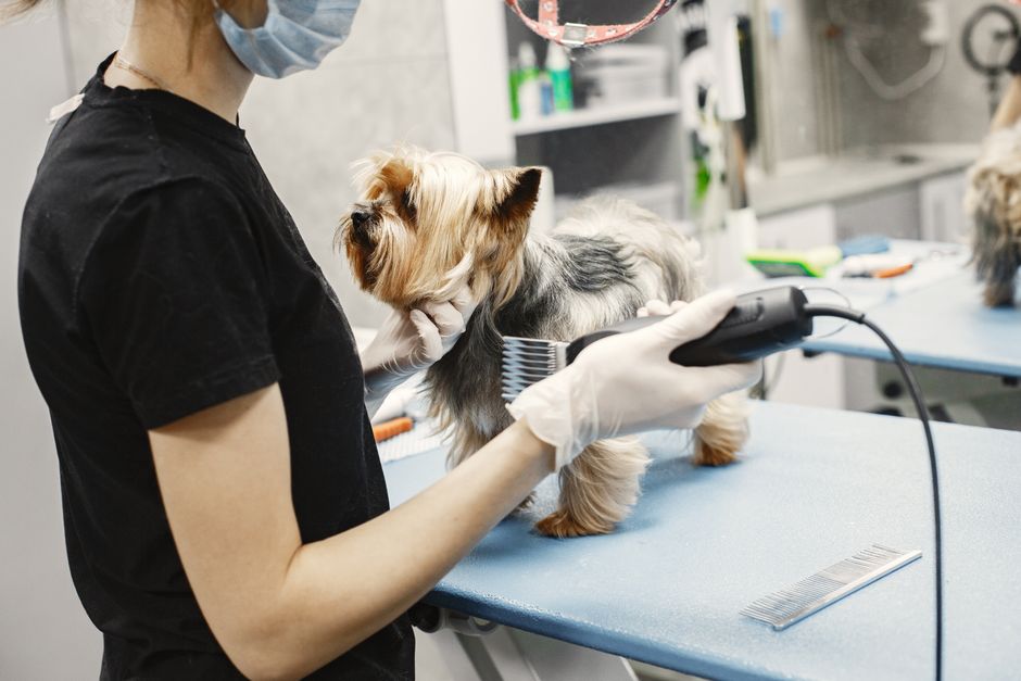 pet boarding facility