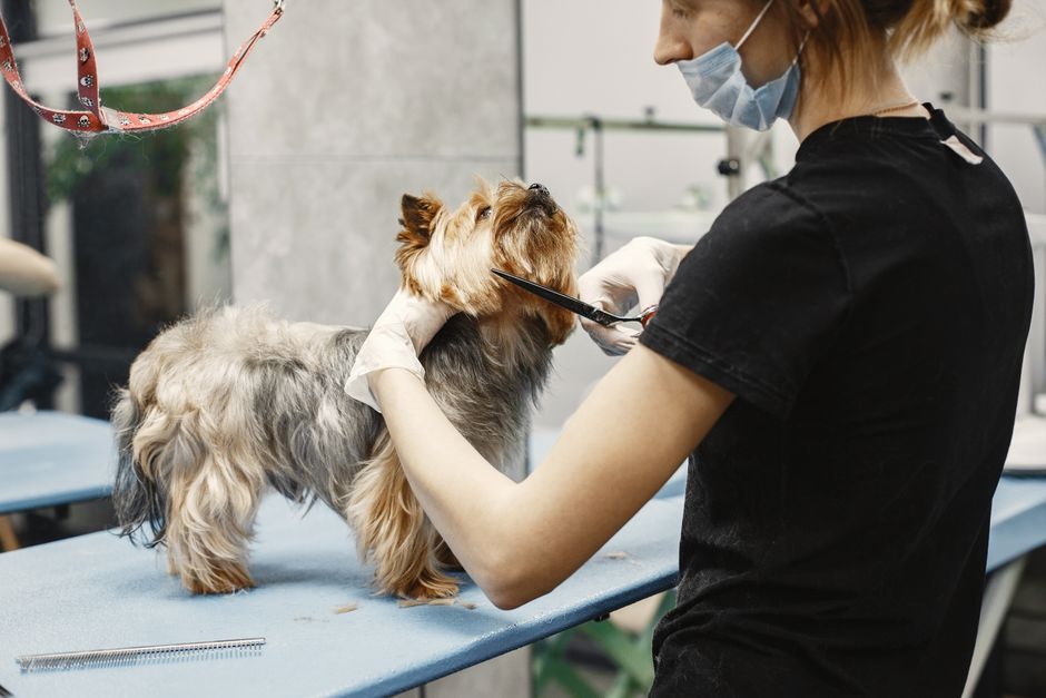 peluquería canina cerca