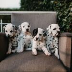 criador cachorros cerca
