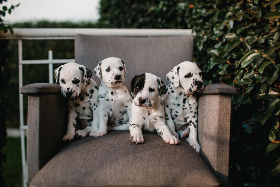 criador cachorros cerca
