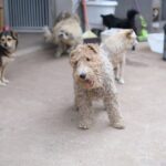 犬の保育園